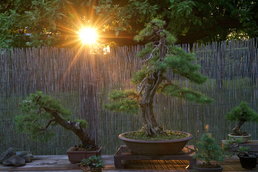 larch bonsai